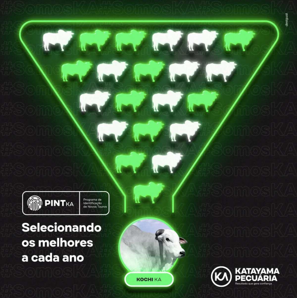 Katayama Pecuária · Programa PINTKA, seleção de novos touros