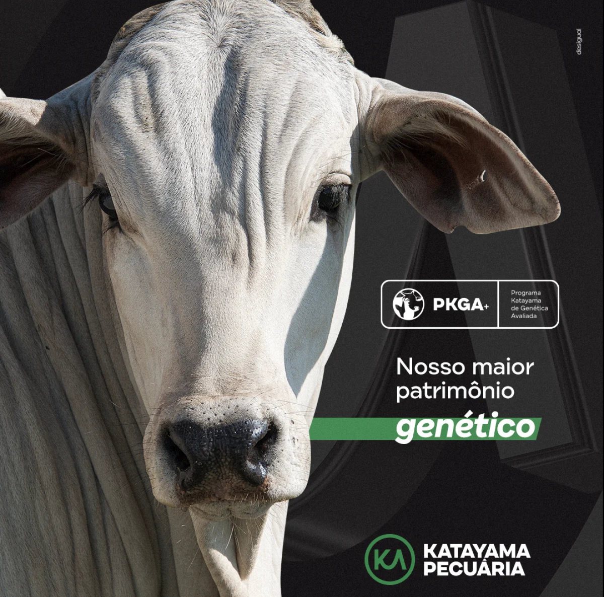 Katayama Pecuária